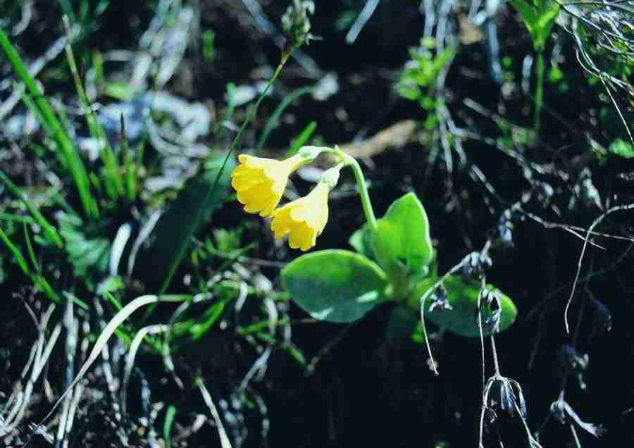 Mountains - BackArts ></a>
<script language=JavaScript> 
  var txt = 