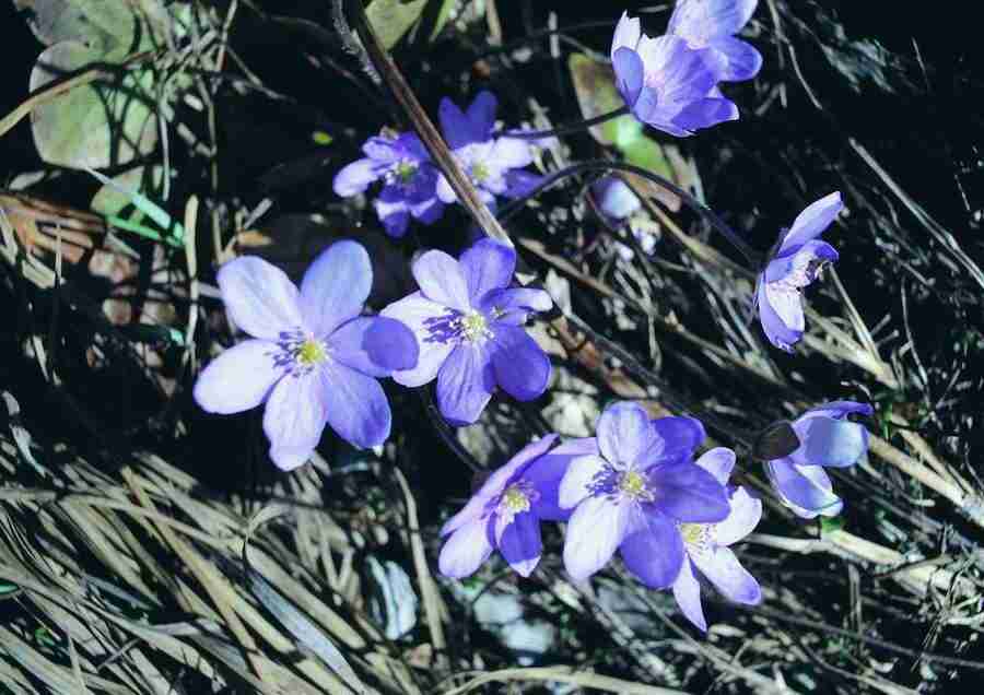 Mountains - BackArts ></a>
<script language=JavaScript> 
  var txt = 