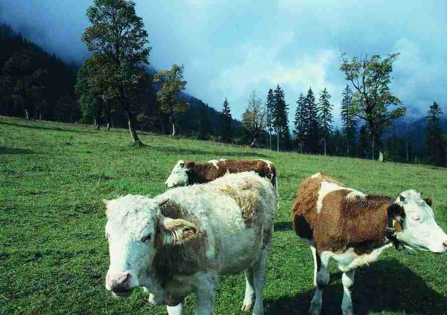 Mountains - BackArts ></a>
<script language=JavaScript> 
  var txt = 