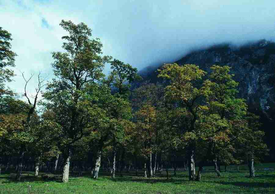 Mountains - BackArts ></a>
<script language=JavaScript> 
  var txt = 