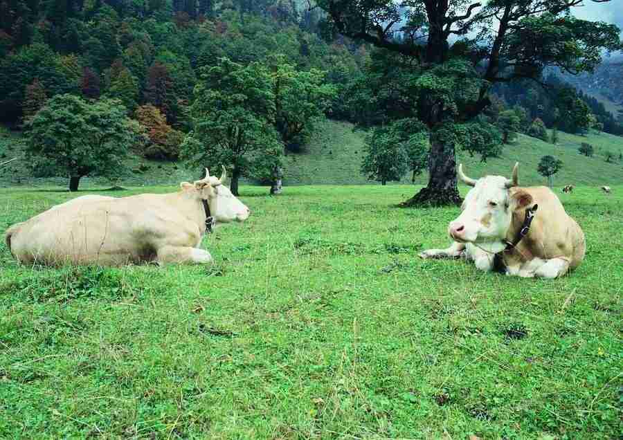 Mountains - BackArts ></a>
<script language=JavaScript> 
  var txt = 