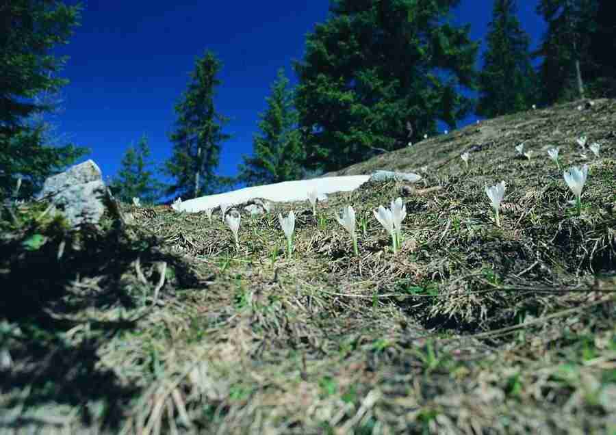 Mountains - BackArts ></a>
<script language=JavaScript> 
  var txt = 