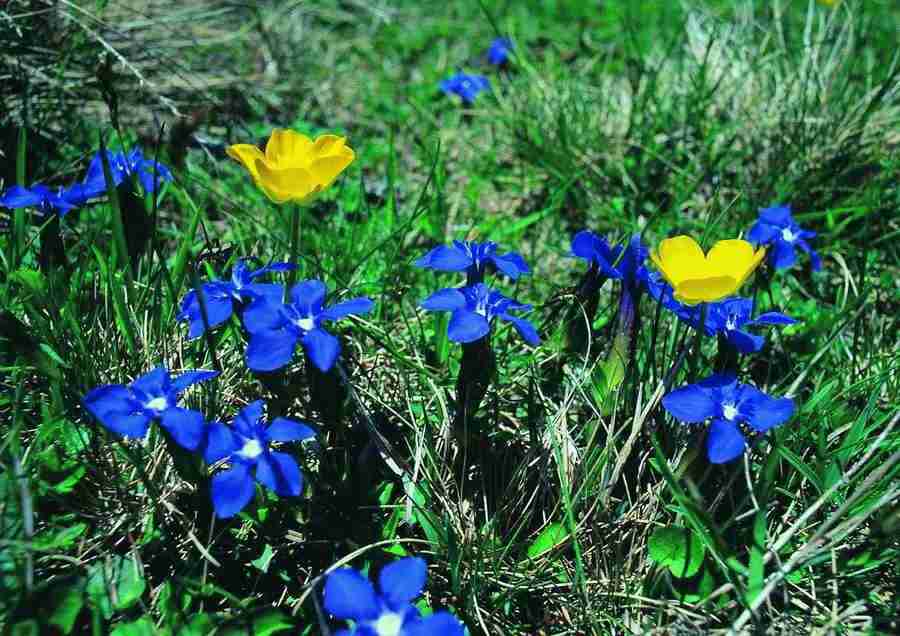 Mountains - BackArts ></a>
<script language=JavaScript> 
  var txt = 