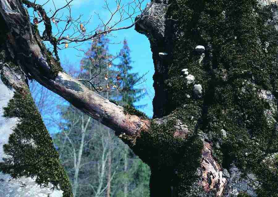 Mountains - BackArts ></a>
<script language=JavaScript> 
  var txt = 