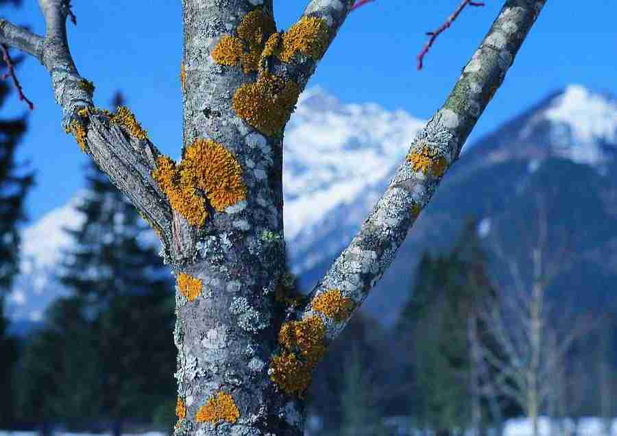 Mountains - BackArts ></a>
<script language=JavaScript> 
  var txt = 