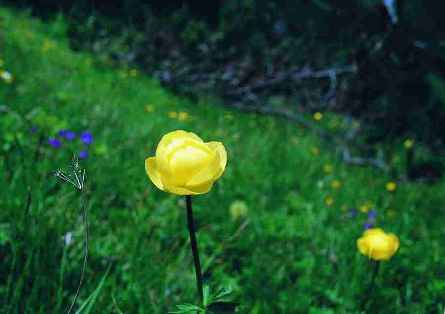 Mountains - BackArts ></a>
<script language=JavaScript> 
  var txt = 