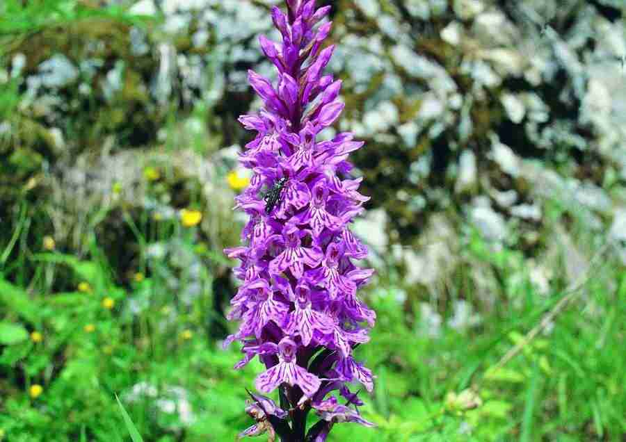 Mountains - BackArts ></a>
<script language=JavaScript> 
  var txt = 