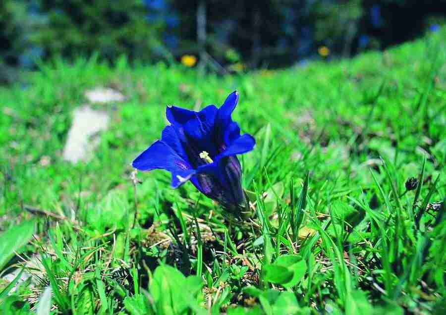 Mountains - BackArts ></a>
<script language=JavaScript> 
  var txt = 