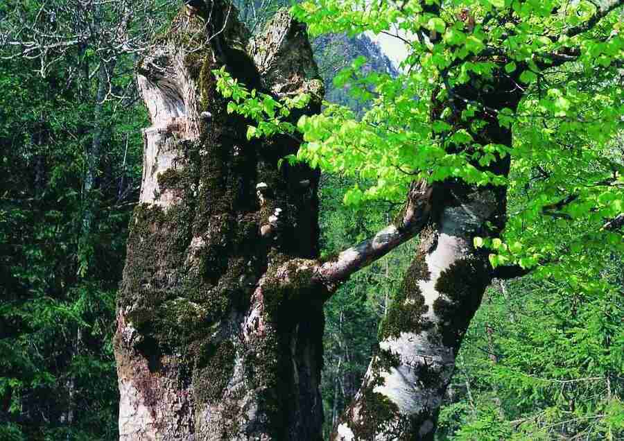 Mountains - BackArts ></a>
<script language=JavaScript> 
  var txt = 