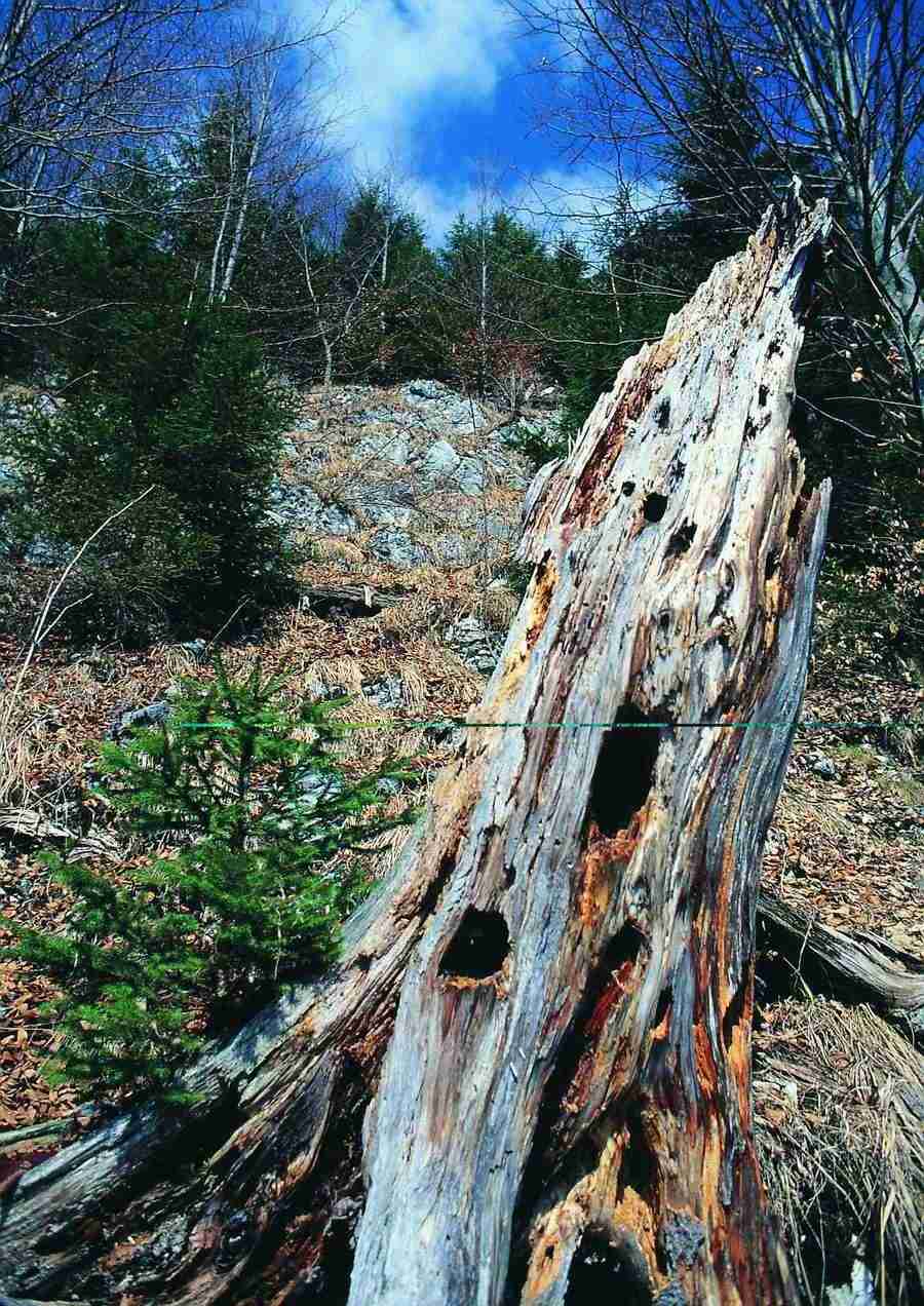 Mountains - BackArts ></a>
<script language=JavaScript> 
  var txt = 