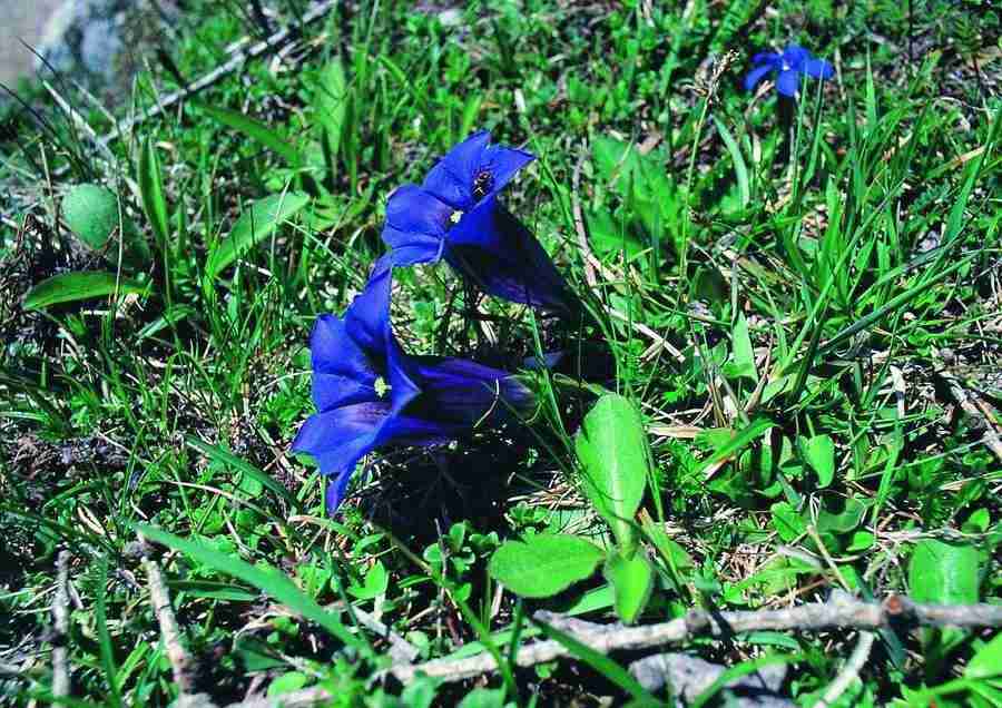 Mountains - BackArts ></a>
<script language=JavaScript> 
  var txt = 