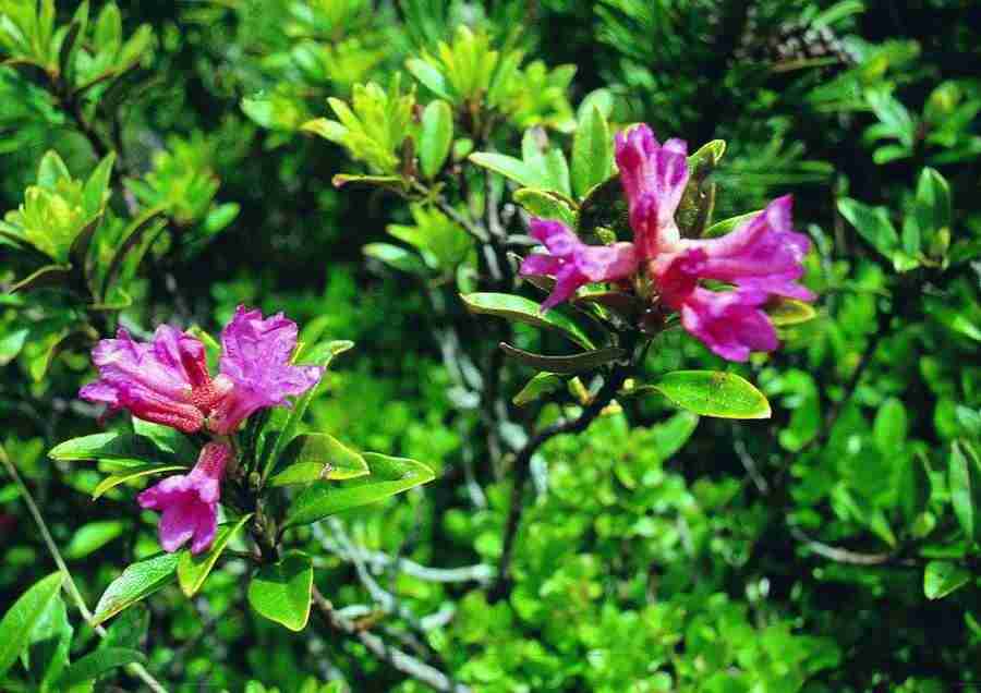 Mountains - BackArts ></a>
<script language=JavaScript> 
  var txt = 