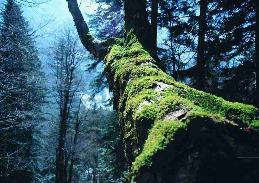 Mountains - BackArts ></a>
<script language=JavaScript> 
  var txt = 