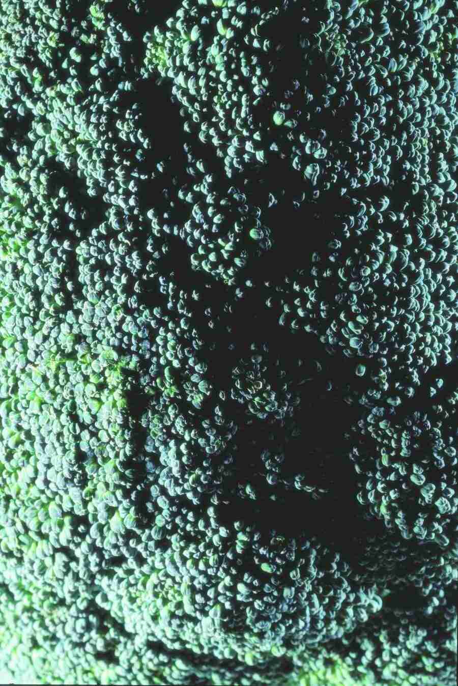 Meat, Vegetables and Paper - BackArts ></a>
<script language=JavaScript> 
  var txt = 