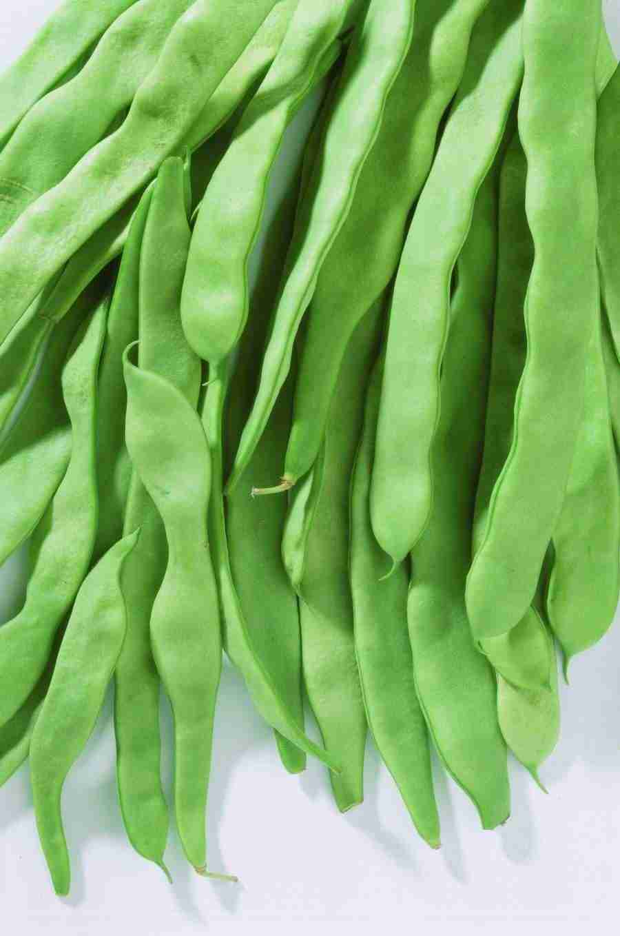 Meat, Vegetables and Paper - BackArts ></a>
<script language=JavaScript> 
  var txt = 