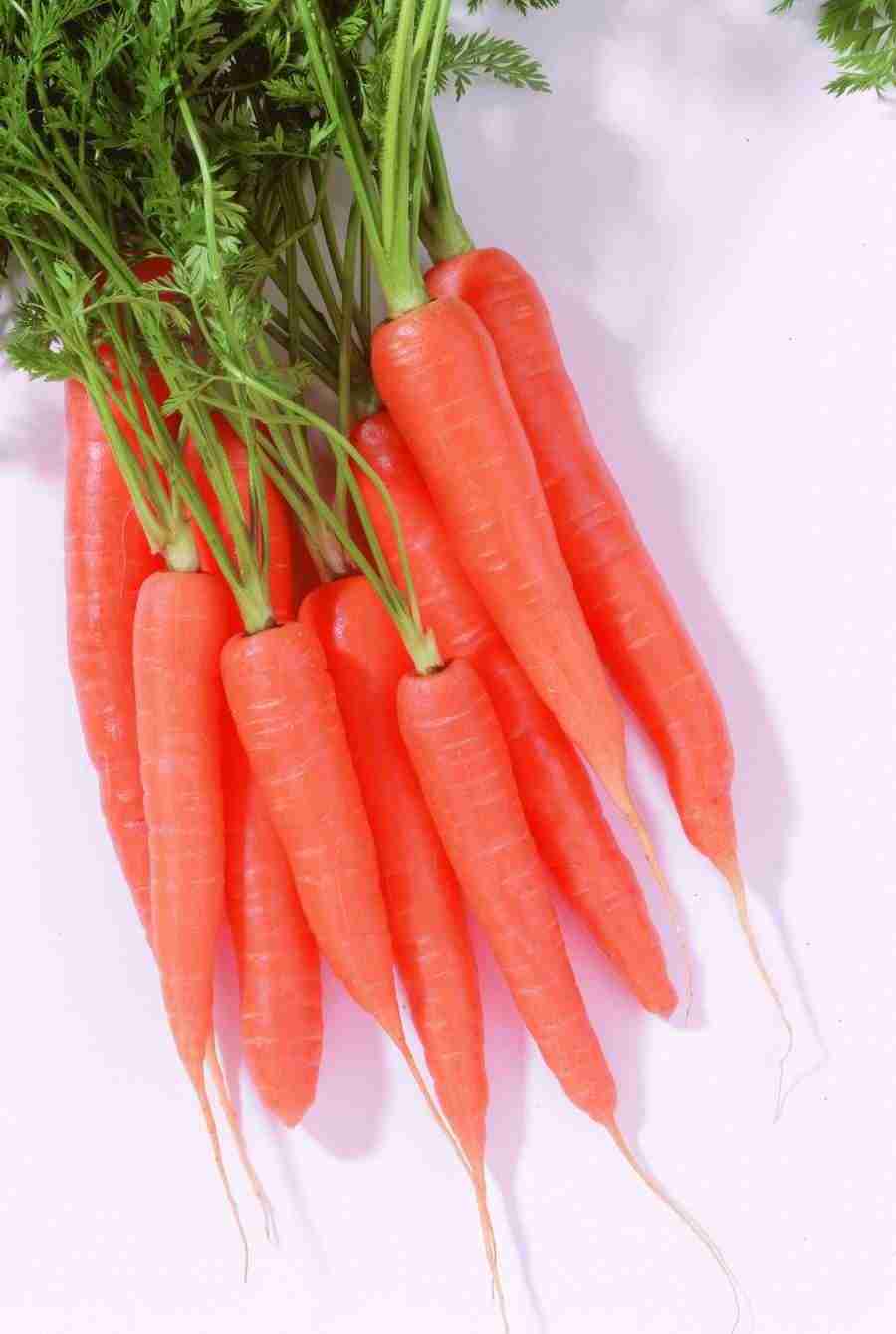 Meat, Vegetables and Paper - BackArts ></a>
<script language=JavaScript> 
  var txt = 