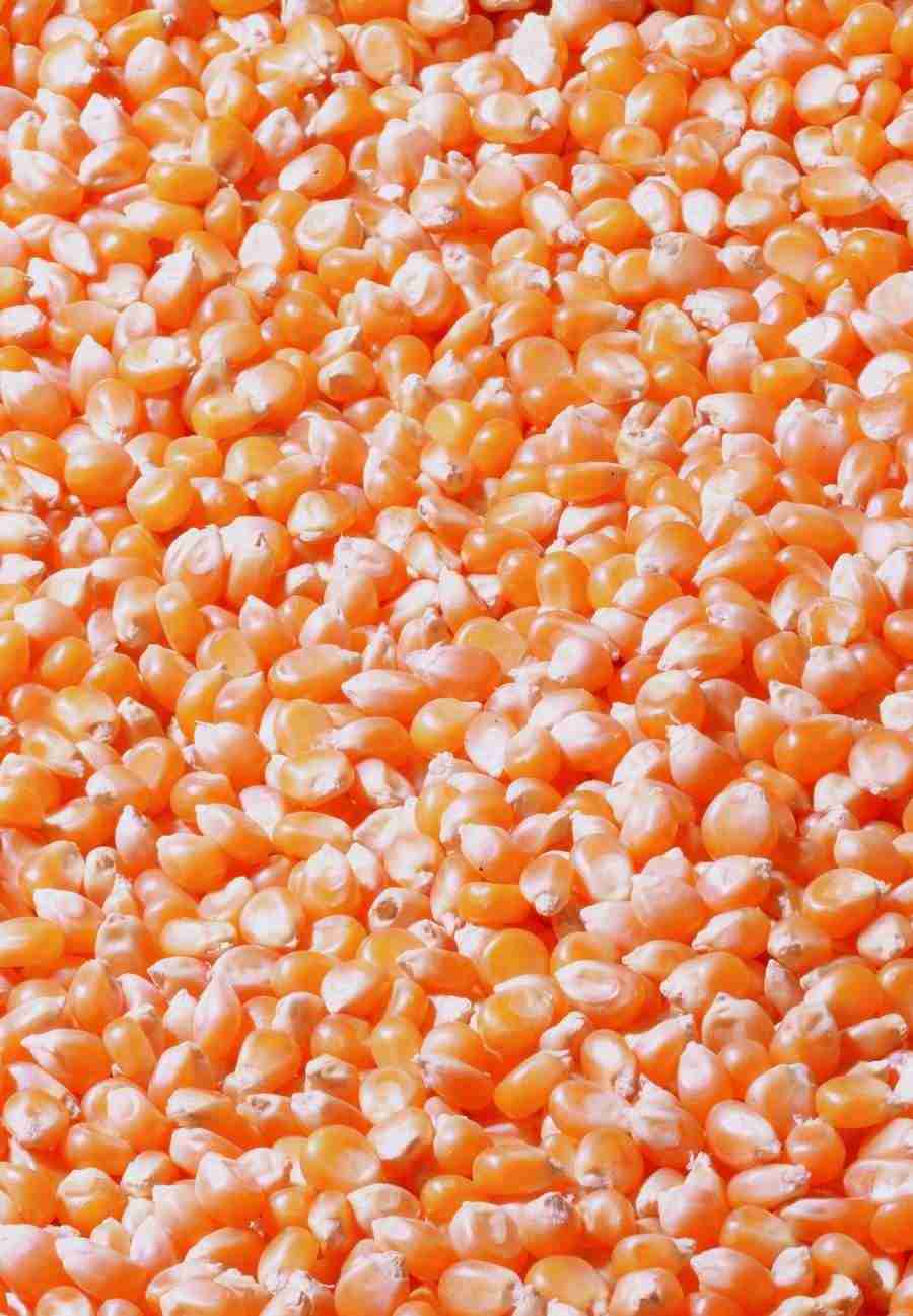 Meat, Vegetables and Paper - BackArts ></a>
<script language=JavaScript> 
  var txt = 