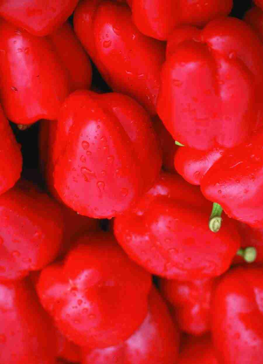 Meat, Vegetables and Paper - BackArts ></a>
<script language=JavaScript> 
  var txt = 