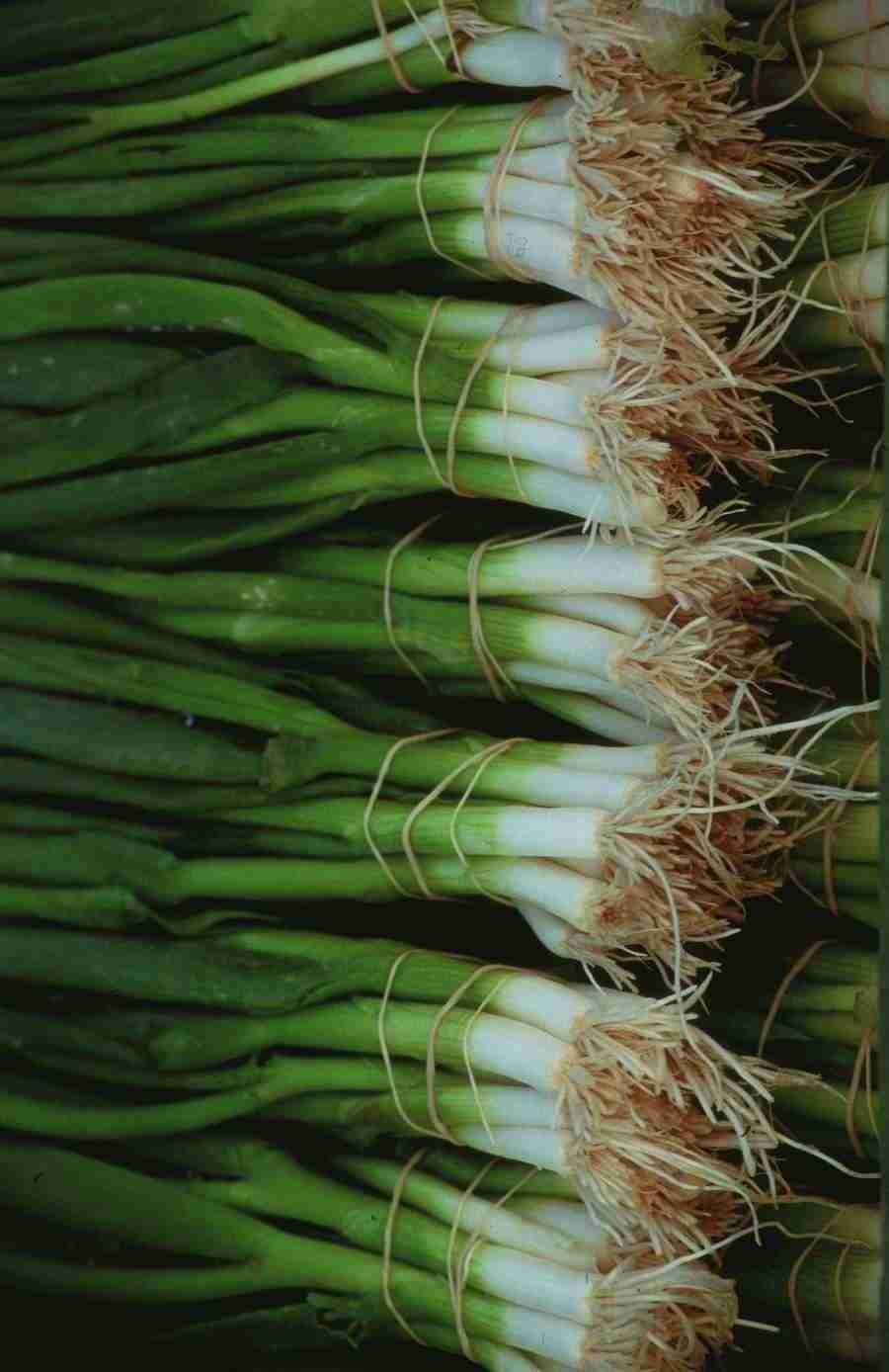 Meat, Vegetables and Paper - BackArts ></a>
<script language=JavaScript> 
  var txt = 