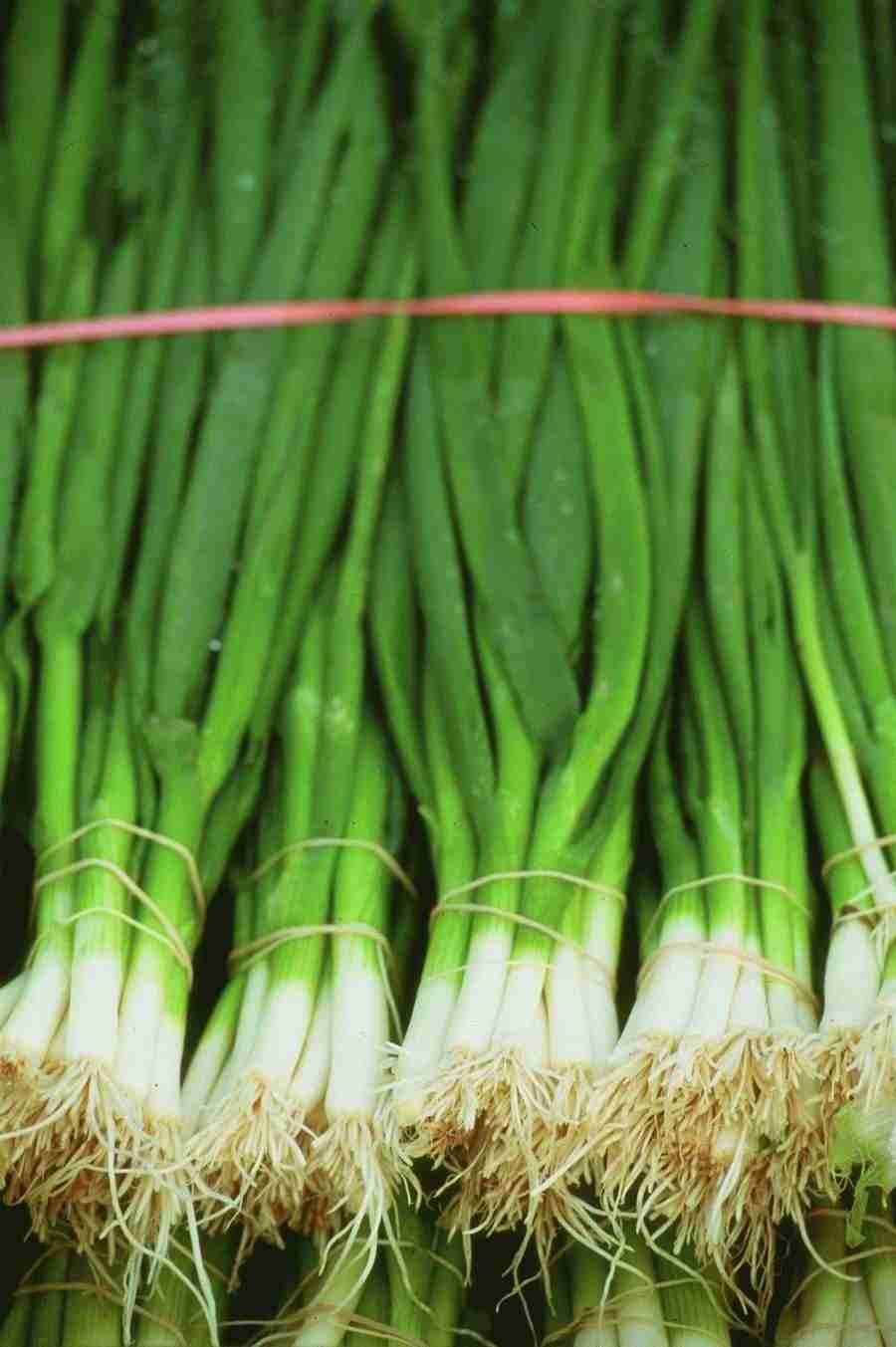 Meat, Vegetables and Paper - BackArts ></a>
<script language=JavaScript> 
  var txt = 