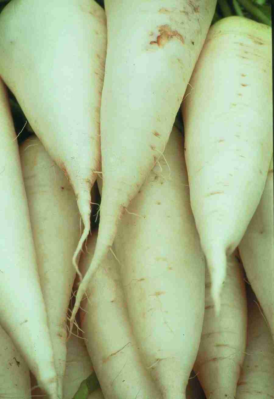 Meat, Vegetables and Paper - BackArts ></a>
<script language=JavaScript> 
  var txt = 