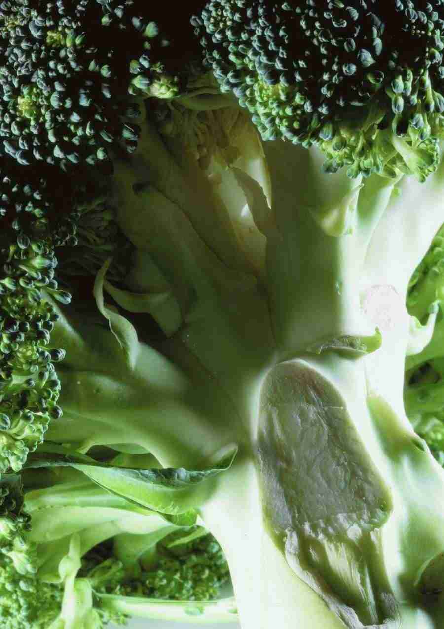 Meat, Vegetables and Paper - BackArts ></a>
<script language=JavaScript> 
  var txt = 