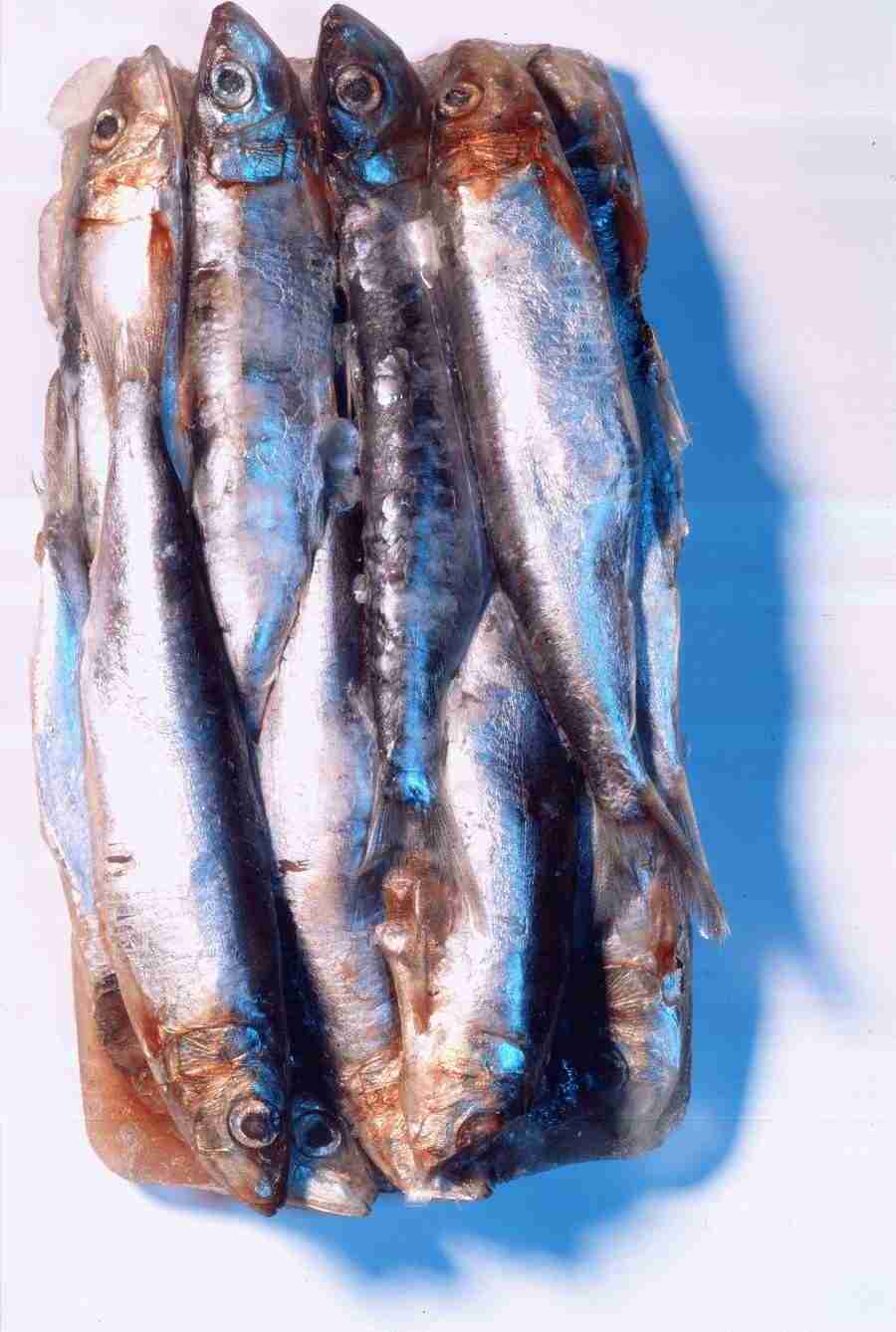 Meat, Vegetables and Paper - BackArts ></a>
<script language=JavaScript> 
  var txt = 