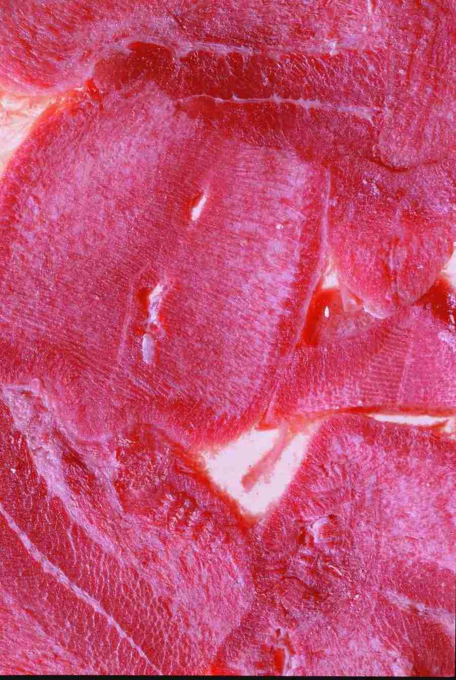 Meat, Vegetables and Paper - BackArts ></a>
<script language=JavaScript> 
  var txt = 