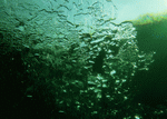 BackArts: Underwater Fresh 
