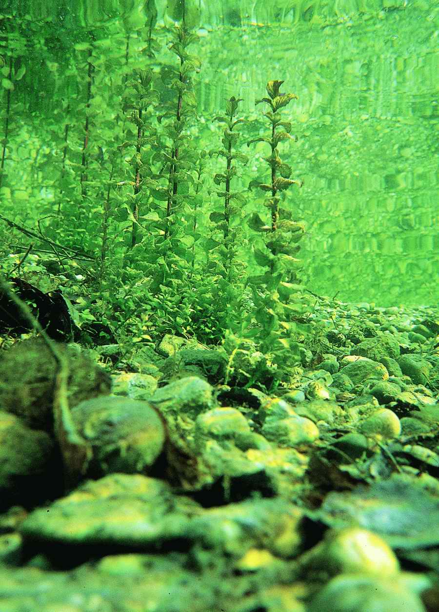 Underwater Fresh - BackArts ></a>
<script language=JavaScript> 
  var txt = 