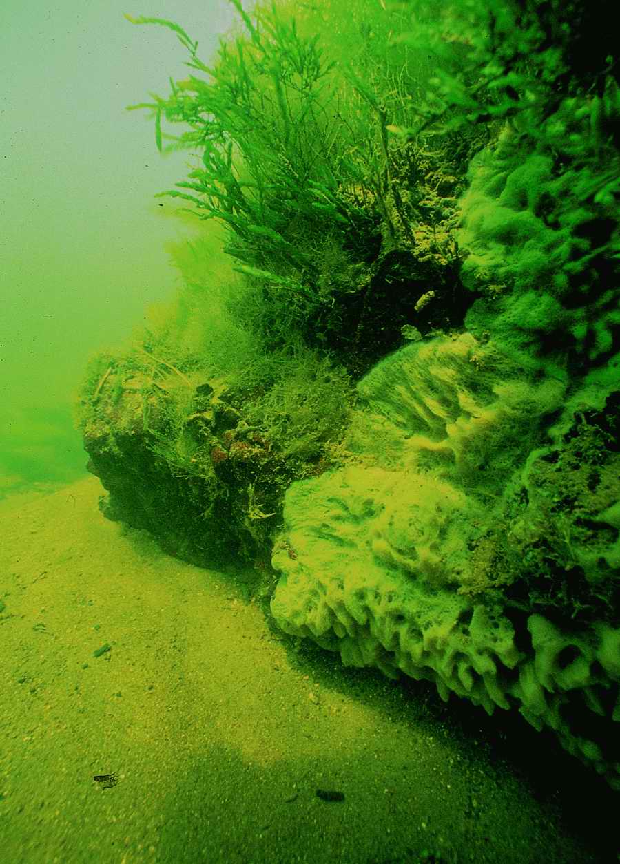 Underwater Fresh - BackArts ></a>
<script language=JavaScript> 
  var txt = 