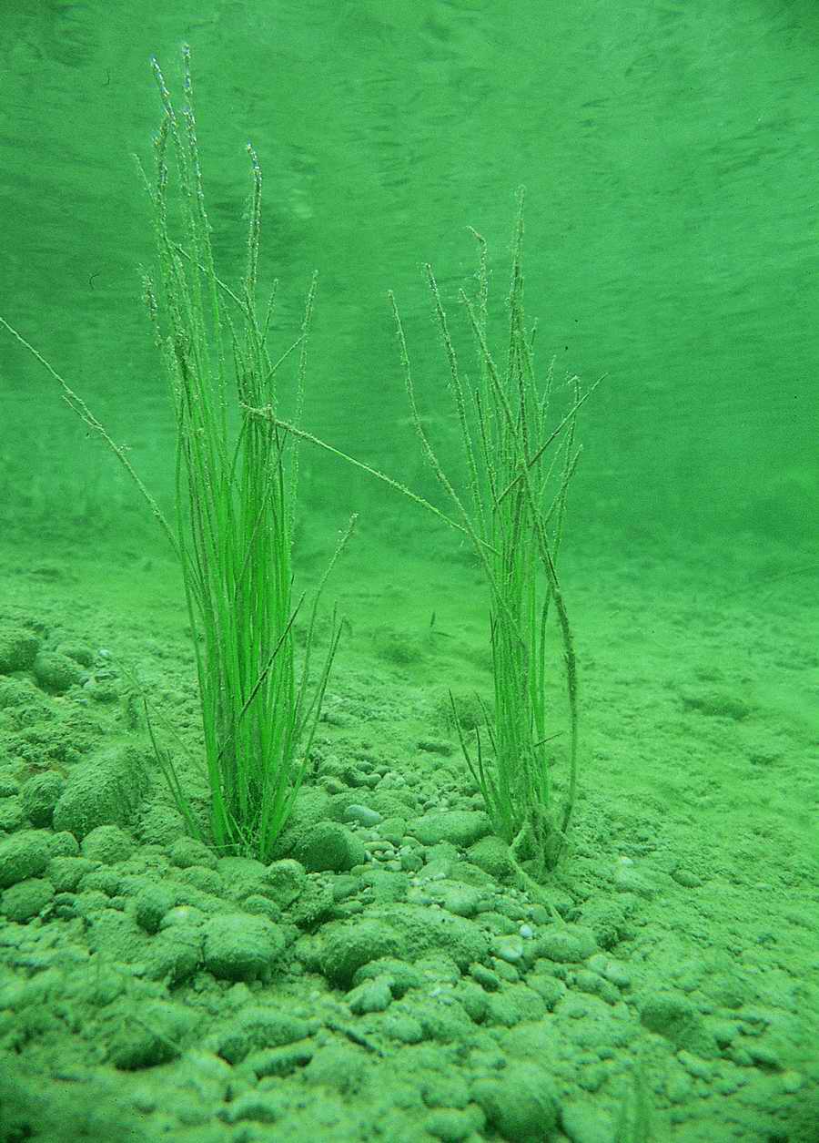 Underwater Fresh - BackArts ></a>
<script language=JavaScript> 
  var txt = 
