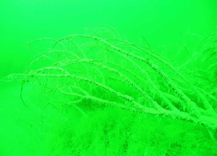 Underwater Fresh - BackArts ></a>
<script language=JavaScript> 
  var txt = 