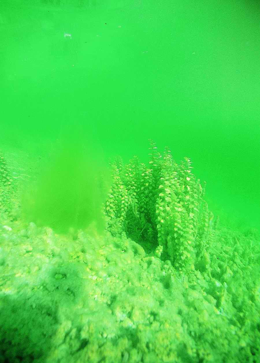 Underwater Fresh - BackArts ></a>
<script language=JavaScript> 
  var txt = 