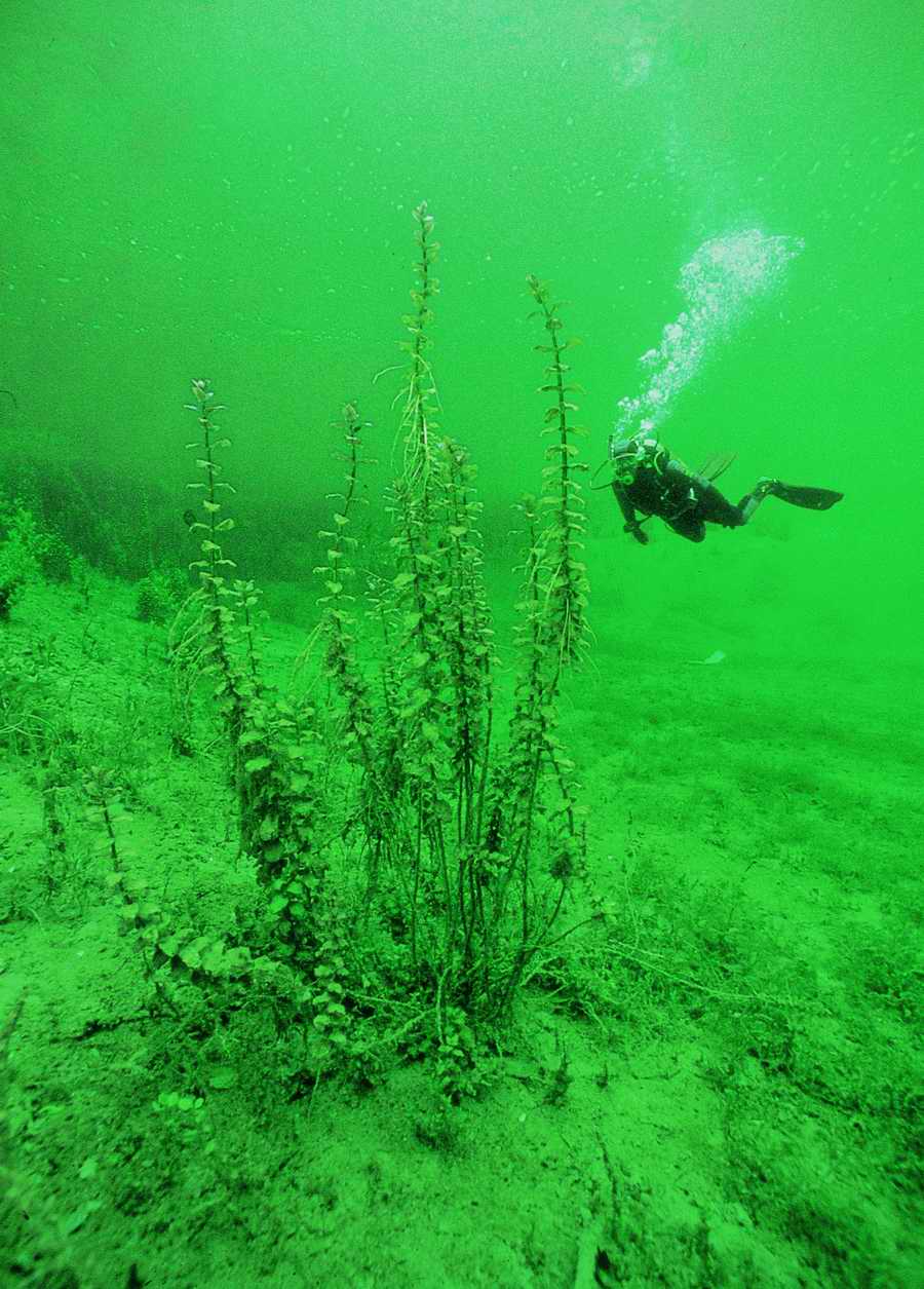 Underwater Fresh - BackArts ></a>
<script language=JavaScript> 
  var txt = 