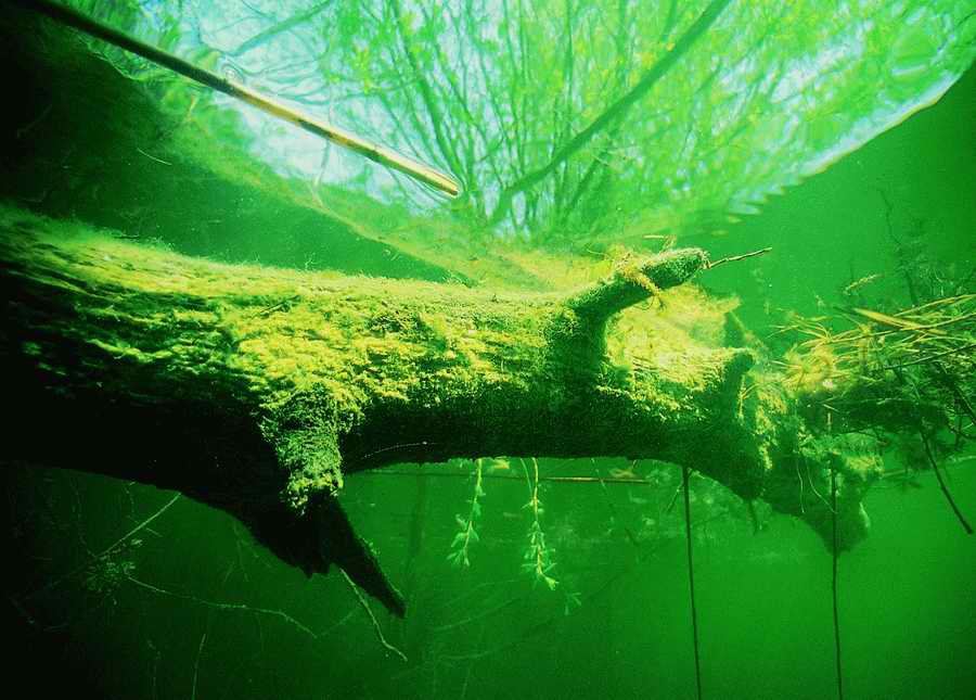 Underwater Fresh - BackArts ></a>
<script language=JavaScript> 
  var txt = 