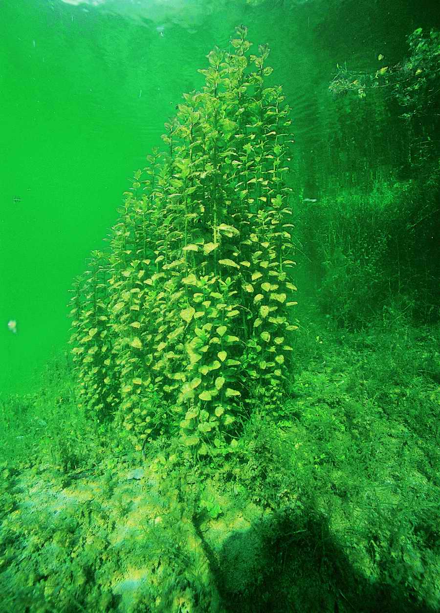 Underwater Fresh - BackArts ></a>
<script language=JavaScript> 
  var txt = 