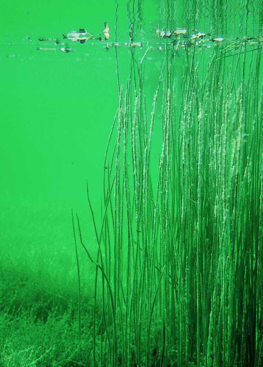 Underwater Fresh - BackArts ></a>
<script language=JavaScript> 
  var txt = 