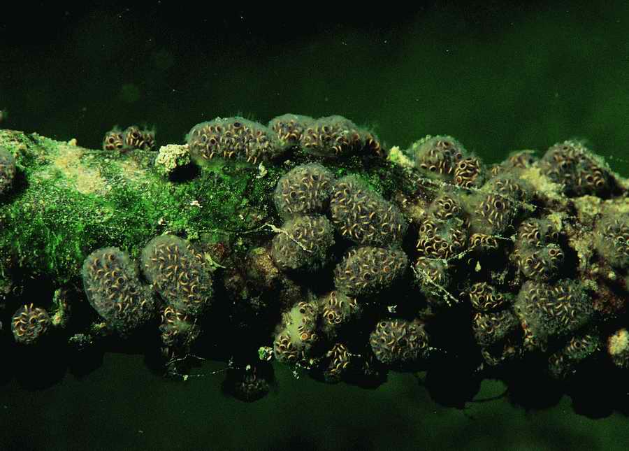 Underwater Fresh - BackArts ></a>
<script language=JavaScript> 
  var txt = 