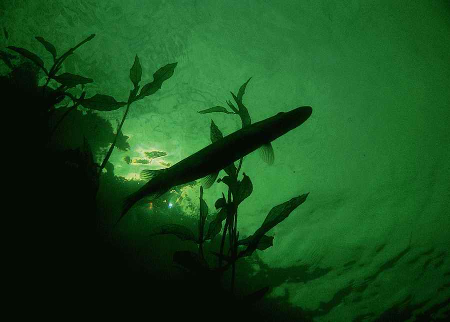 Underwater Fresh - BackArts ></a>
<script language=JavaScript> 
  var txt = 