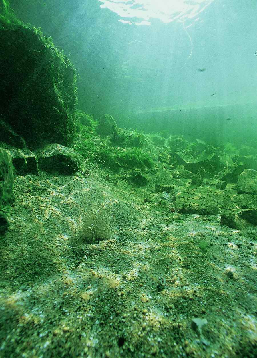 Underwater Fresh - BackArts ></a>
<script language=JavaScript> 
  var txt = 