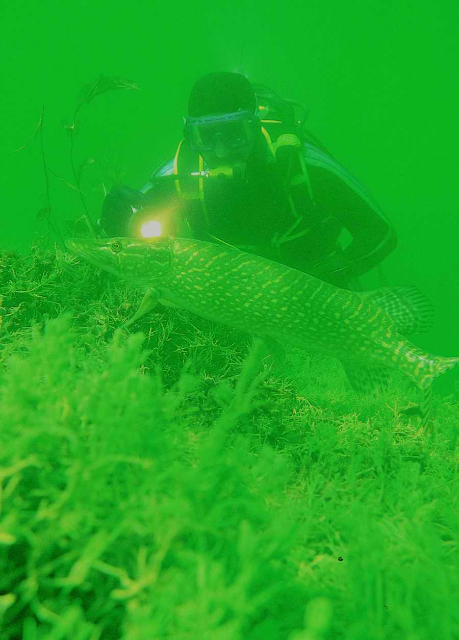 Underwater Fresh - BackArts ></a>
<script language=JavaScript> 
  var txt = 