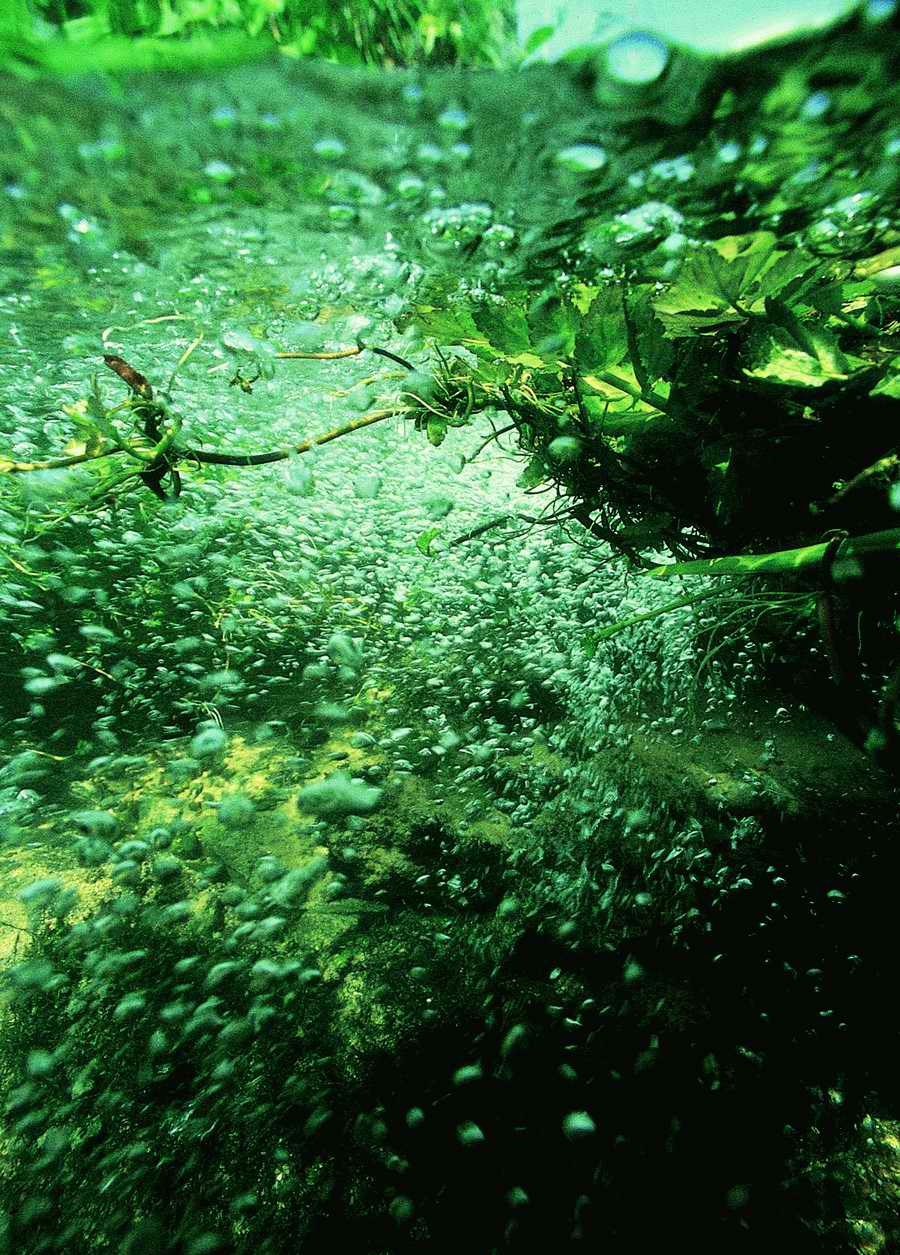 Underwater Fresh - BackArts ></a>
<script language=JavaScript> 
  var txt = 