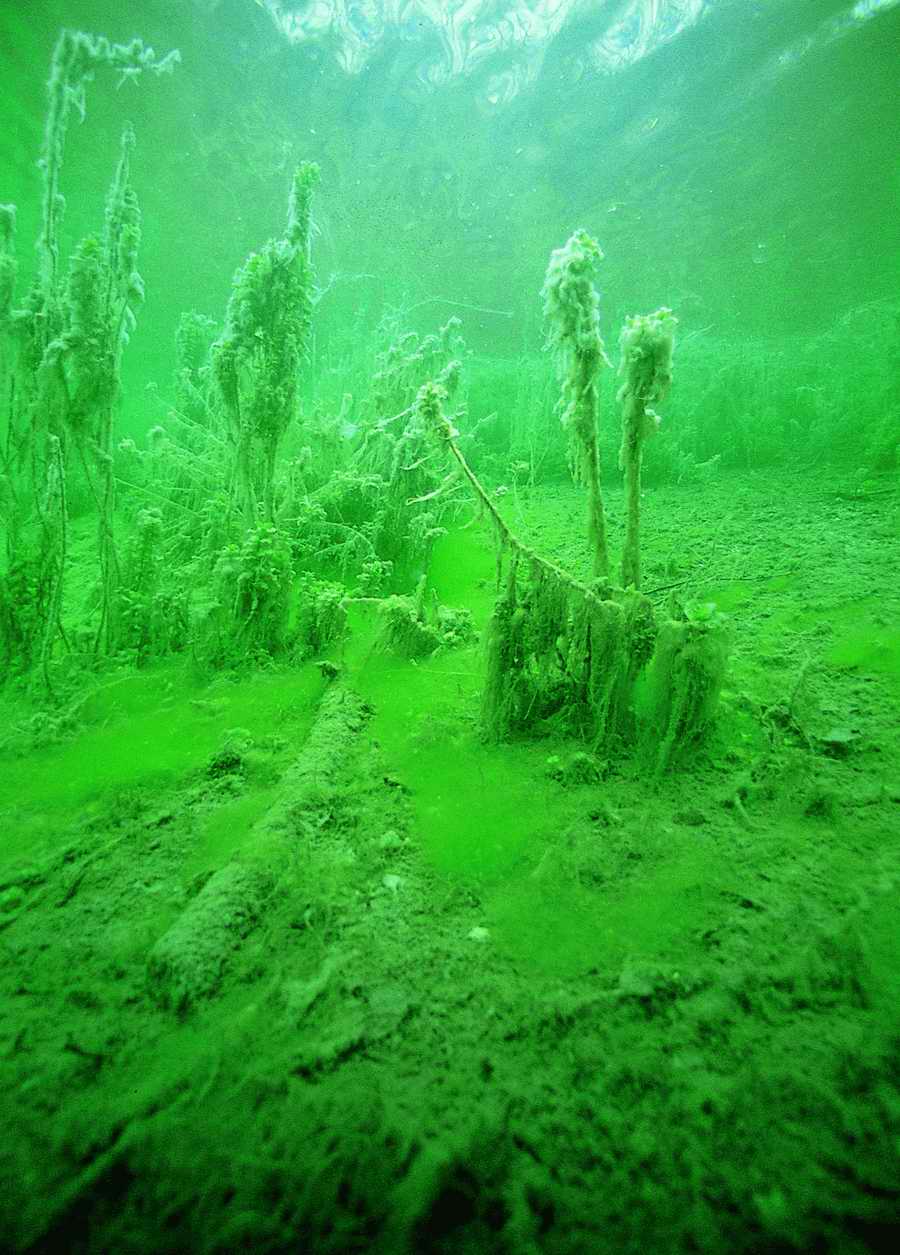 Underwater Fresh - BackArts ></a>
<script language=JavaScript> 
  var txt = 