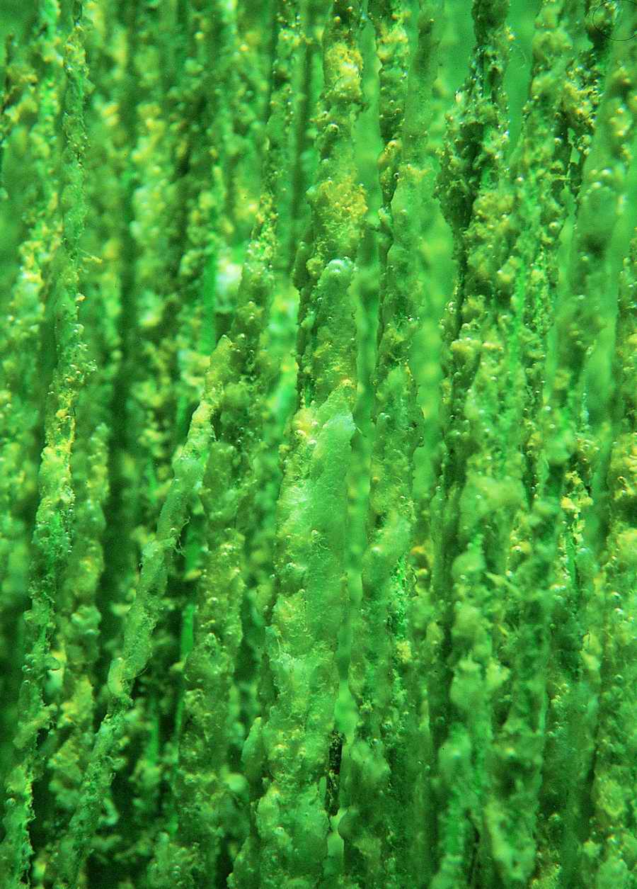 Underwater Fresh - BackArts ></a>
<script language=JavaScript> 
  var txt = 