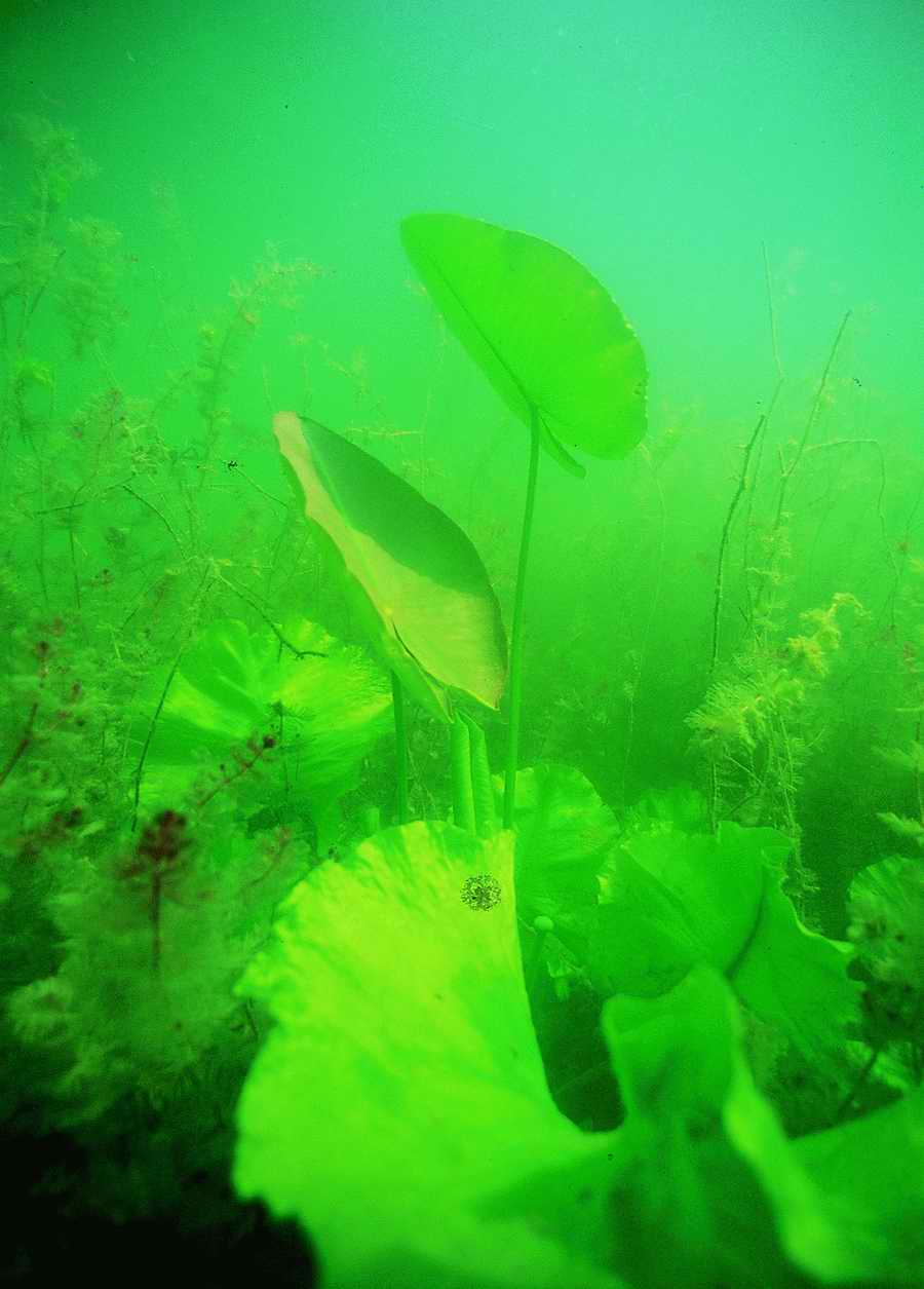 Underwater Fresh - BackArts ></a>
<script language=JavaScript> 
  var txt = 