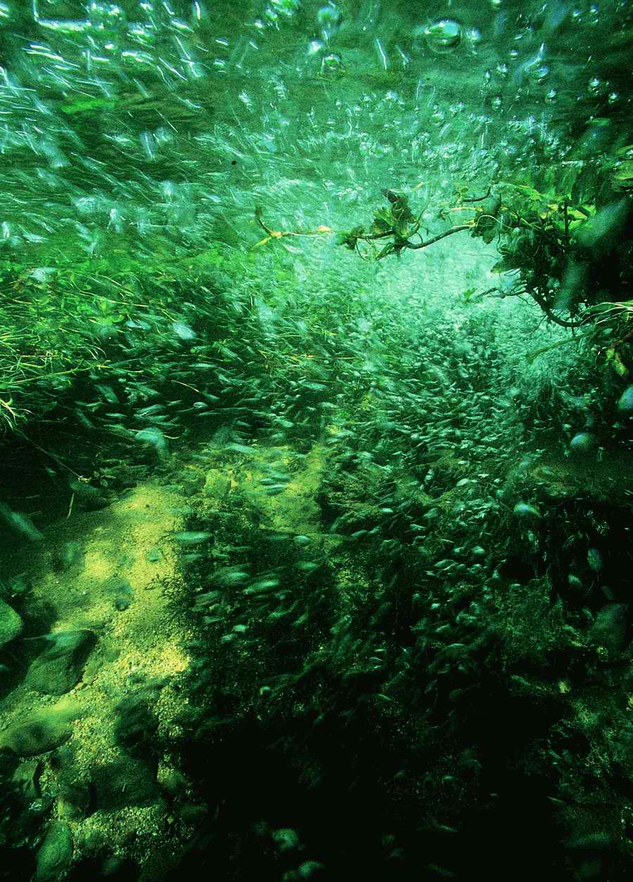 Underwater Fresh - BackArts ></a>
<script language=JavaScript> 
  var txt = 