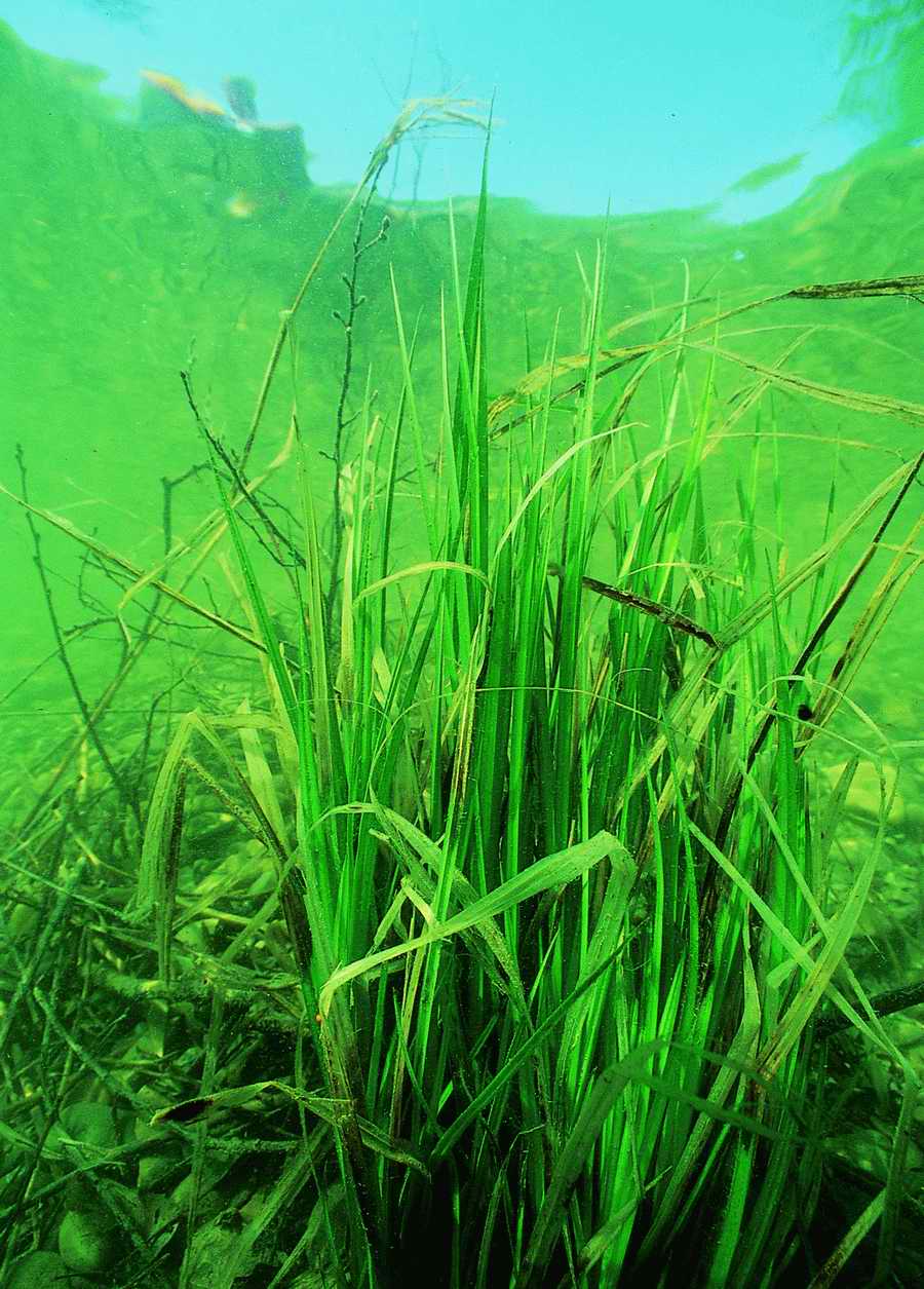 Underwater Fresh - BackArts ></a>
<script language=JavaScript> 
  var txt = 
