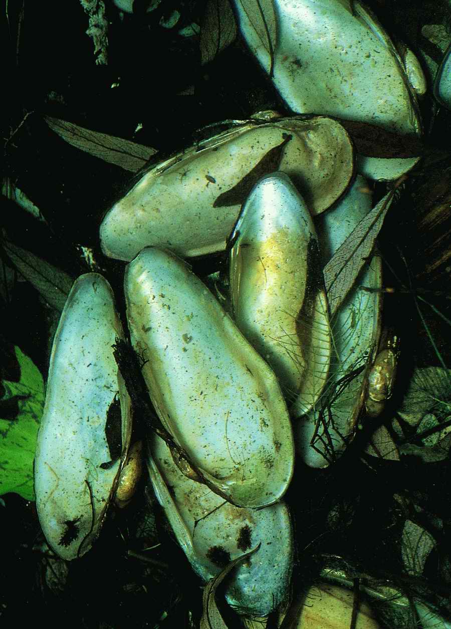 Underwater Fresh - BackArts ></a>
<script language=JavaScript> 
  var txt = 