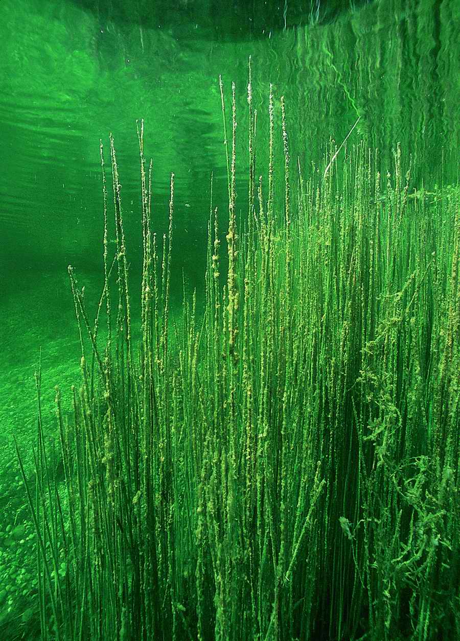 Underwater Fresh - BackArts ></a>
<script language=JavaScript> 
  var txt = 